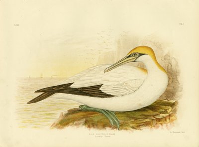 Australian Gannet by Gracius Broinowski